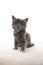 5 week old gray maine coon kitten on white background