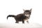 5 week old maine coon kitten on white background