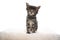 5 week old maine coon kitten on white background