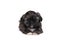 5 week old shih tzu puppy isolated on a white background