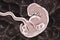 5-weeks human embryo scientifically accurate illustration