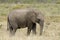 5 year old female elephant at Boteilierskop Reserve