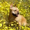 5-Year-Old Male Frenchie Sitting in Blooming Tidytips Field