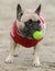 5-Years-Old female fawn Frenchie with ball