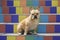 5-Years-Old Tan Male French Bulldog Sitting on Colorful Tiled Staircase