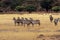 5 Zebra at Ngorongoro Crater