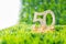 50 anniversary or wedding with golden numbers on green grass