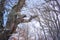 500 year old oak in snowy mountain, Quercus petraea