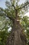 500 year old oak, which survived several lightning strikes in Jaszczurowa