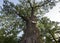 500 year old oak, which survived several lightning strikes in Jaszczurowa