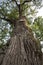 500 year old oak, which survived several lightning strikes in Jaszczurowa.