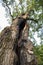 500 year old oak, which survived several lightning strikes in Jaszczurowa.