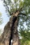 500 year old oak, which survived several lightning strikes in Jaszczurowa.