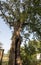 500 year old oak, which survived several lightning strikes in Jaszczurowa.