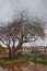 500-year-old pistachio tree near tomb of prophet Daniel or Holy