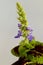 542 Flowering `French Quarter` coleus Plectranthus scutellariodes whtie background vertical