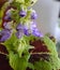 571 Flowering `French Quarter` coleus Plectranthus scutellariodes macro vertical