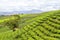 59 5000 Translation results The largest tea plantation in Dalat city