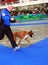 59Â° International Canine Show