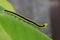 5th instar of the Common Emigrant or Lemon Emigrant, Catopsilia Pomona caterpillar