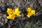 6 amber yellow flowers of crocuses