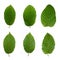 6 beech leafs