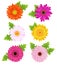 6 Colorful Daisies With Leaves. Vector