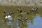 6 Double-crested Cormorants, some displaying Wing-Spreading, a technique to dry their feathers after swimming