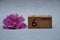 6 February on wooden blocks with a pink daisy