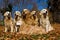 6 Golden Retrievers in field of Fall leaves