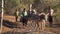 6 May 2016 - Mbabane, Swaziland: Rural Africa children in transporting water by donkey cart