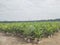 6 month old oil palm nursery, Kisaran, Asahan, North Sumatra