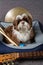 6 month old shih tzu puppy surrounded by cymbal, drumsticks and guitar