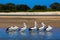 6 Pelicans