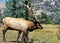 6 point Bull Elk walking by