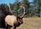 6 point Colorado Bull Elk approaching