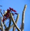 6 Red plumeria or frangipani flower on leafless tree branches