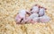 6 small baby piglets sleeping