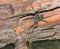 6 spotted fishing spider (Dolomedes triton)  ambush on wet log in water, waiting to strike