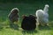 6 - Trio of pet bantam chickens back lit on a dark background and lawn