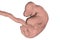 6-weeks human embryo