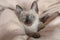 6 weeks old Siamese cat with blue almond-shaped eyes astonished on beige sofa background. Purebred Thai or Wichien Maat kitten