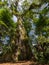 600 year old kapok tree ceiba pentandra near the Rio Celeste, Costa Rica