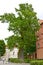 600-year-old oak on the territory of the cathedral complex. Frombork, Poland