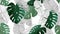 605_Floral seamless pattern, green, black and white split-leaf Philodendron plant