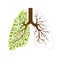 668_Human lungs Respiratory system. Healthy lungs