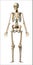 681_Human skeleton on white background, realistic