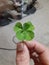 6leaf lucky Clover Irish shamrock