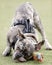 7-Month-Old Blue Merle Male Puppy French Bulldog Chewing Knot Rope Toy