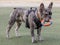 7-Month-Old Blue Merle Male Puppy French Bulldog Fetching Ring Toy